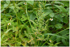 Chenopodium ambrosioides